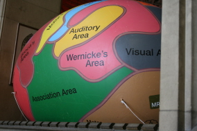 Visitors were welcomed to the Wills Memorial Building by our giant brain (provided by the Medical Research Council, UK)